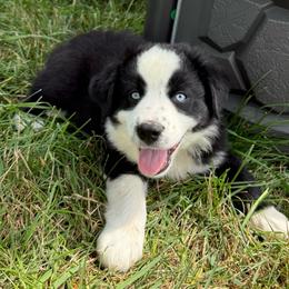 Gunner - Black & white male Miniature Australian Shepherd puppy in Marion, Michigan from Highland Hills Mini Aussies
