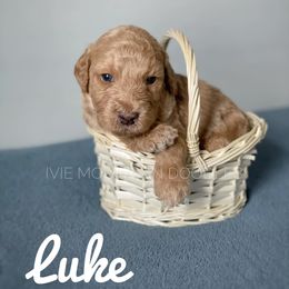 Goldendoodle Puppies from Ivie Mountain Doodles