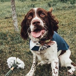 English Springer Spaniels and Labrador Retrievers from Farm Fresh Labradors & English Springers