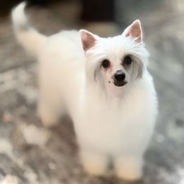 Hooty - White and black female Chinese Crested puppy in Ocala, Florida from Sommer Standards & Chinese Cresteds
