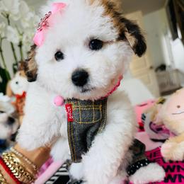 BETSY - Parti female Maltipoo puppy in Sugar Land, Texas from Celebrity Maltipoos