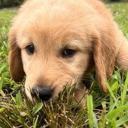 Golden Retriever Puppies from KnL Golden Acres