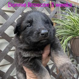 Donnie Broscoe - Black seal female German Shepherd puppy in Olean, New York from F&B Kennels