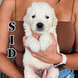 Sid - Light golden male Golden Retriever puppy in Rancho Cucamonga, California from Robinson Retrievers
