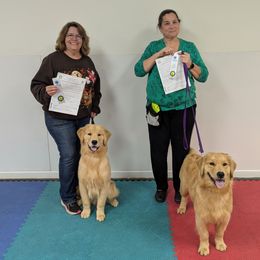 Golden Retriever and Havanese All Grown Up from Moe's Goldens and HavAntics