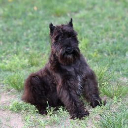 Ryder - Black male Miniature Schnauzer puppy in Hamptonville, North Carolina from Alabama Havanese Kennel