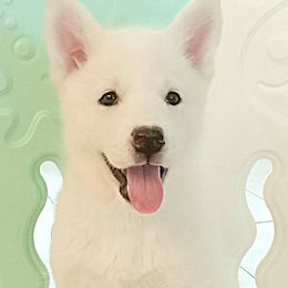 Siberian Huskies from White Siberian Husky