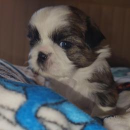 VENUS - Brindle and white female Shih Tzu puppy in Los Banos And Bay Area, California from Shantii's Shih Tzu's