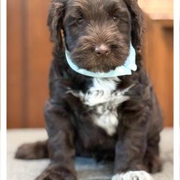 Mister Light Blue - Chocolate male Australian Labradoodle puppy in Wake Forest, North Carolina from Lucky Country Labradoodles