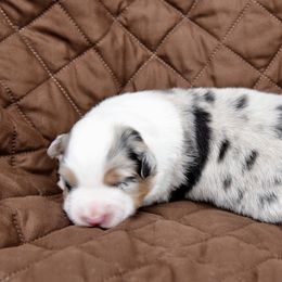 Australian Shepherd Puppies from NorthRidge Australian Shepherds
