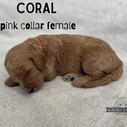 Coral - Apricot female Goldendoodle puppy in Inez, Texas from Heavenly H Doodles