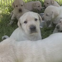 Labrador Retriever Puppies from Milliken Creek Labs