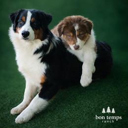 Australian Shepherd Puppies from Bon Temps Ranch
