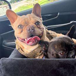 Simba - Liver male French Bulldog puppy in Humble, Texas from Mary_Lands_dog_kennels