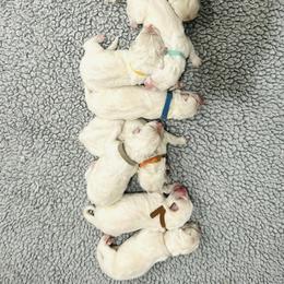 Berger Blanc Suisse Puppies from Moonlight Berger Blanc Suisses