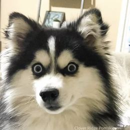 Pomskies from Pomskies of the Corn