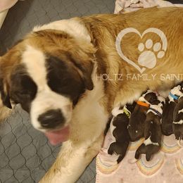 Saint Bernard Puppies from Holtz Family Saints