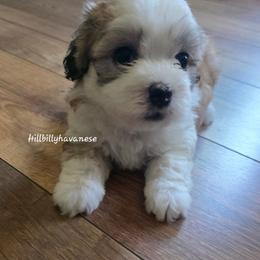 Simona - White female Havanese puppy in Batesville, Arkansas from Hillbilly Havanese