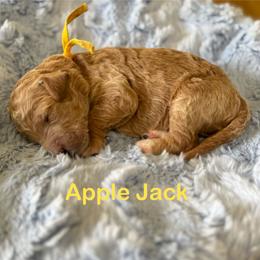 Applejack- Yellow - Apricot female Goldendoodle puppy in Bay City, Texas from Charming Doods Goldendoodles