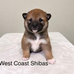 Lady - Red female Shiba Inu puppy in Portland, Oregon from West Coast Shibas