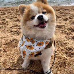 Daidy - Pomeranian