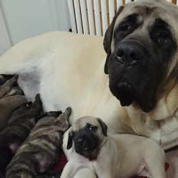 Mastiff and Neapolitan Mastiff Puppies from Sims English Mastiffs and Neapolitans