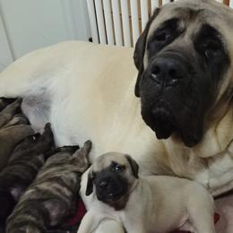 Mastiff and Neapolitan Mastiff Puppies from Sims English Mastiffs and Neapolitans