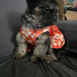 Stella - Shih Tzu