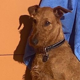 Irish Terriers from Cloverdell Irish