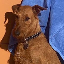 Irish Terriers from Cloverdell Irish