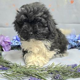 Blk spotted boy - Black and white male Havanese puppy in Vinita, Oklahoma from Locust Creek Shih Tzu & Havanese