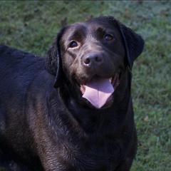 Coco Bean  - Labrador Retriever
