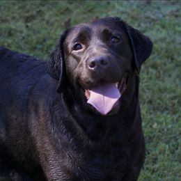 Coco Bean  - Labrador Retriever