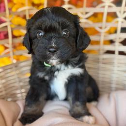 Flannel - Black tri-color male Aussiedoodle puppy in Grinnell, Iowa from Rural Iowa Aussies & Doodles