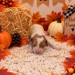 Pink girl - Parti female Goldendoodle puppy in Waskom, Texas from Pearls & Curls doodles & poodles