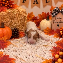 Pink girl - Parti female Goldendoodle puppy in Waskom, Texas from Pearls & Curls doodles & poodles