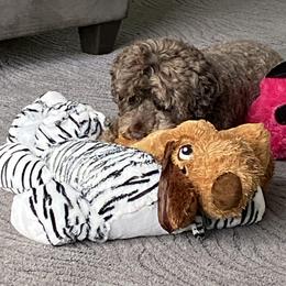Portuguese Water Dog Puppies from Bayswater Portuguese Water Dogs