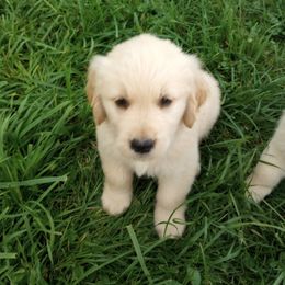 Boy 4 - Golden Golden Retriever puppy in Indiana County, Pennsylvania from Liberty's Legacy Goldens