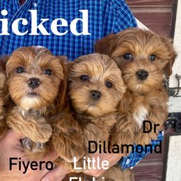 Companion Crosses, Mal-Shis, Maltipoos, and Morkies from Real Darling Pups