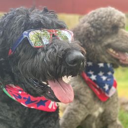 Labradoodles from Lots of Loving Doodles