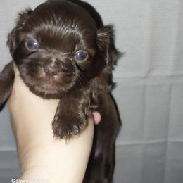 Brody - Chocolate male Shih Tzu puppy in Arcadia, Florida from Kitsune Cuddles and kisses