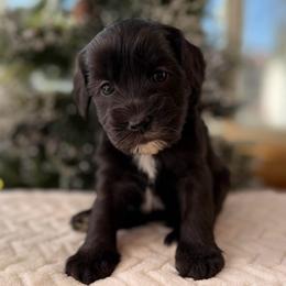 Honey Bun - Black and chalk female Australian Labradoodle puppy in Londonderry, New Hampshire from Granite State Labradoodles