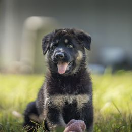 German Shepherd Puppies from Agrestal German Shepherds