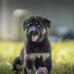 German Shepherd Puppies from Agrestal German Shepherds