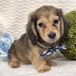 Boy 2 - Cream male Dachshund puppy in Collins, Georgia from Liberty Longhair Dachshunds