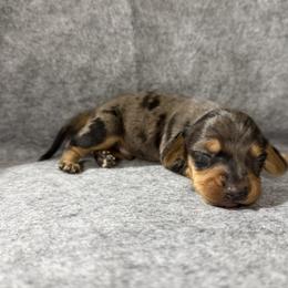 Matcha (Wyndham) - Dapple male Dachshund puppy in Live Oak, Florida from Johnson’s Weiner Farm