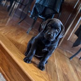 French Bulldog and Labrador Retriever Puppies from Horseman Hilltop Labradors and Jodee's Frenchies