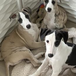 Whippet Puppies from Kamada Whippets