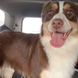 Mocha - Australian Shepherd