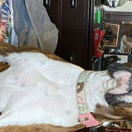 Stormy  - Boxer